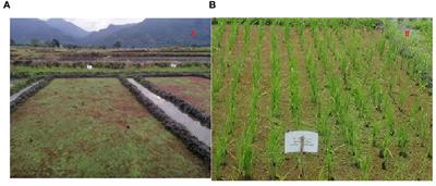 Enhancing phosphorus use efficiency and soil quality indicators in lowland paddy ecosystem through Azolla, rice straw, and NPKS fertilizers